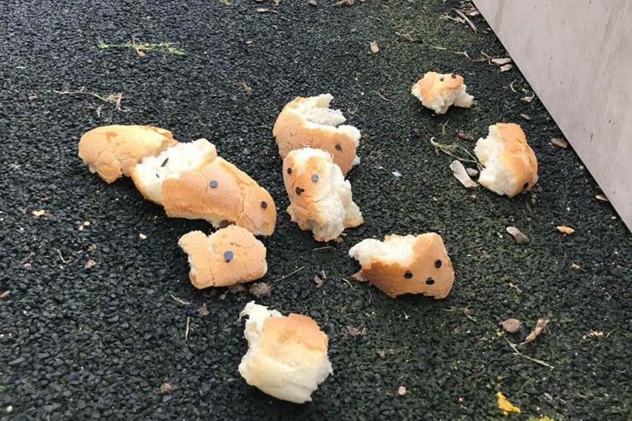 Encontrados pedaços de pão com pregos para ferir cães num parque em Lisboa
