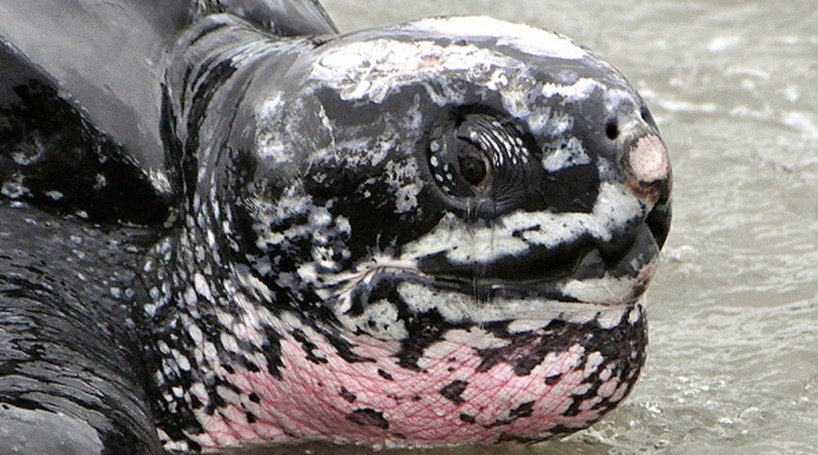 Tartaruga gigante dá à costa em Cascais