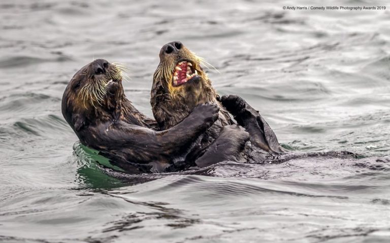 As fotografias mais engraçadas de animais que estão nomeadas para o Comedy Wildlife Photography Awards
