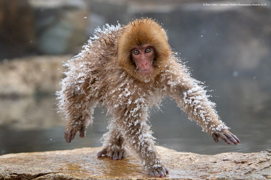 As fotografias mais engraçadas de animais que estão nomeadas para o Comedy Wildlife Photography Awards
