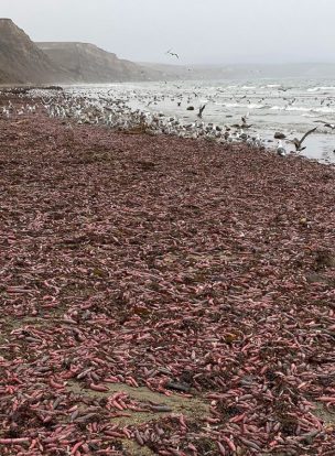 Milhares de peixes-p*nis infestaram uma praia na Califórnia!